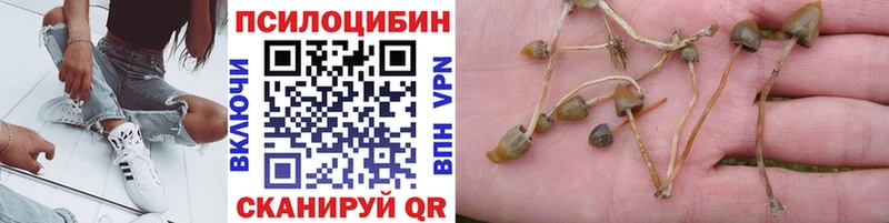 Псилоцибиновые грибы GOLDEN TEACHER  где купить наркоту  Циолковский 